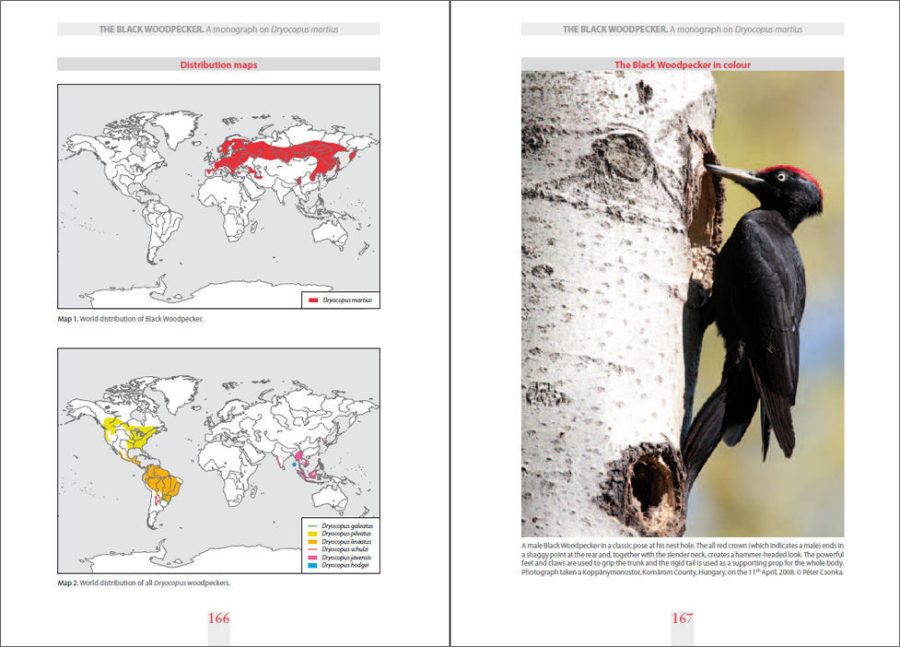 The Black Woodpecker sample page